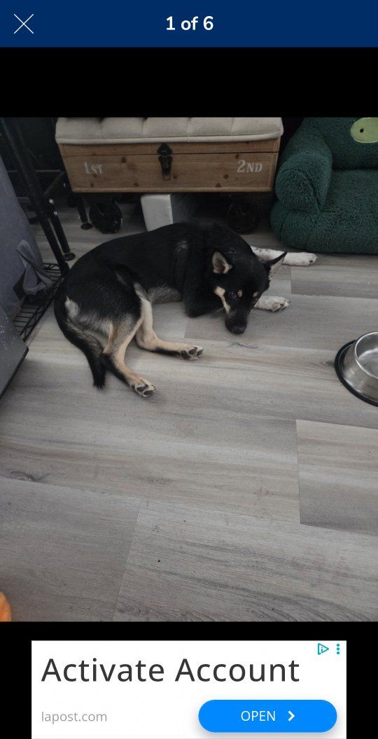 Free 6 month old Siberian Husky and possibly German Shepard mix