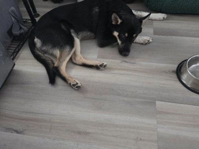 Free 6 month old Siberian Husky and possibly German Shepard mix