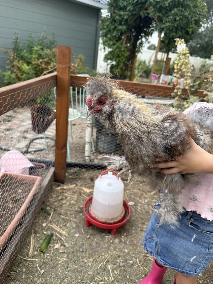 Silky Chicken Roosters