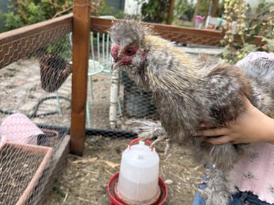 Silky Chicken Roosters