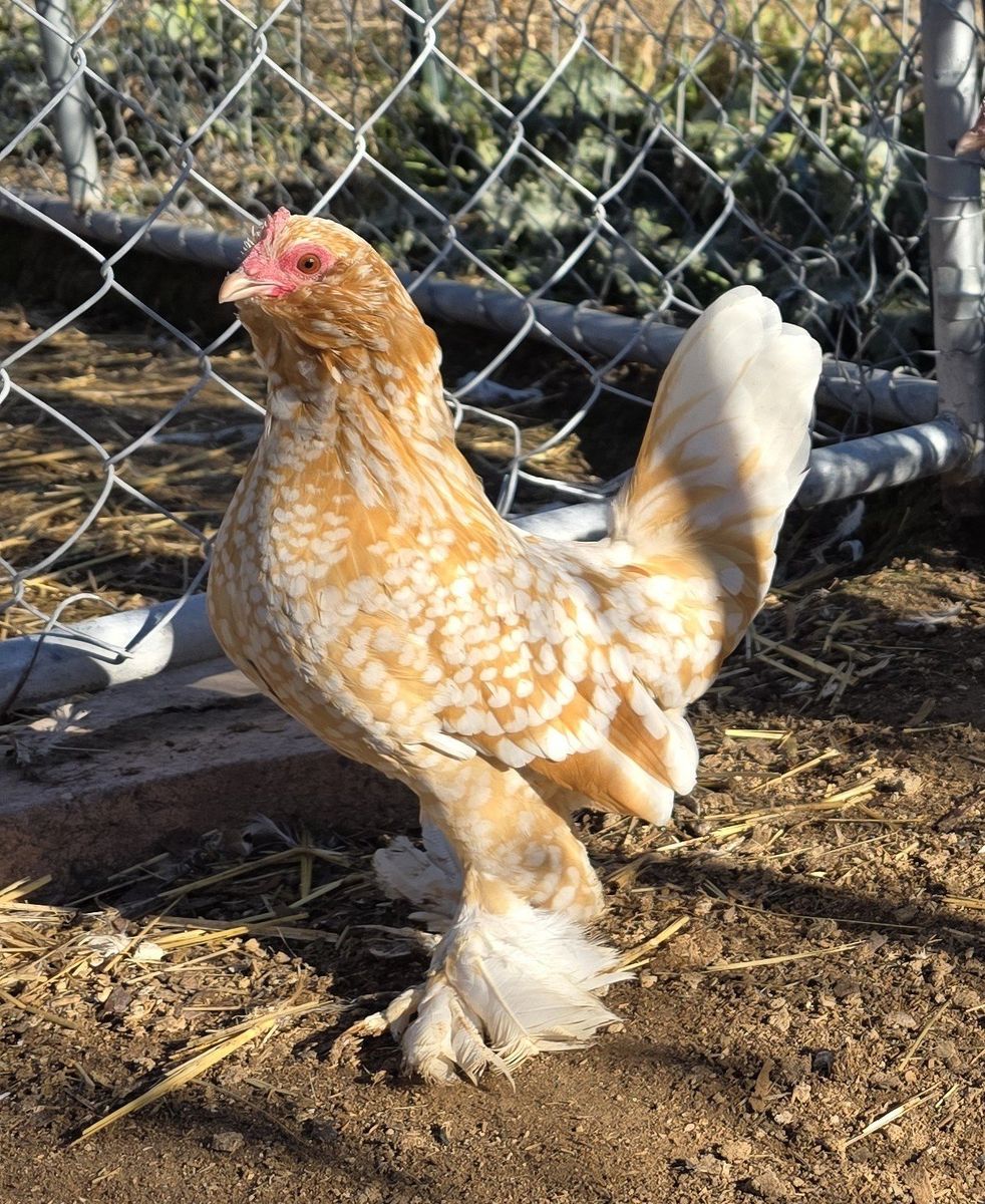 golden neck d'uccle hatching eggs