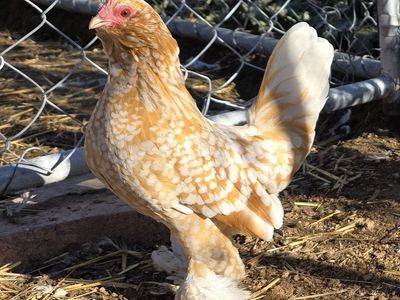 golden neck d'uccle hatching eggs