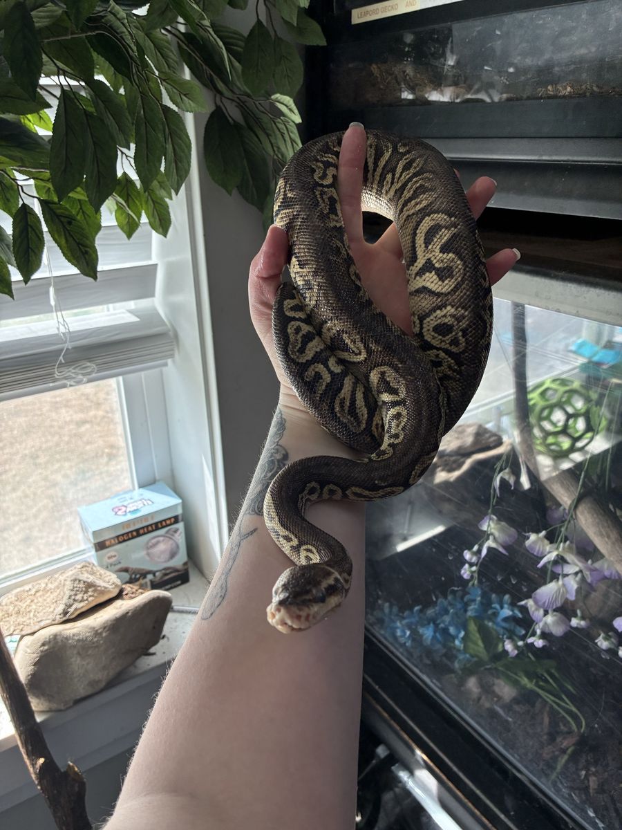 Male ball python