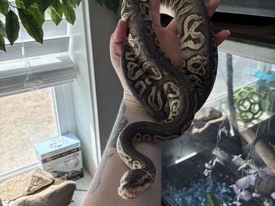 Male ball python