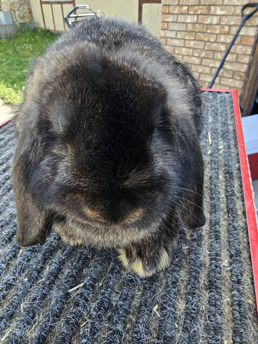 Dutch, New Zealand, Mini Lops