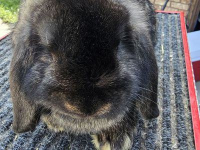Dutch, New Zealand, Mini Lops