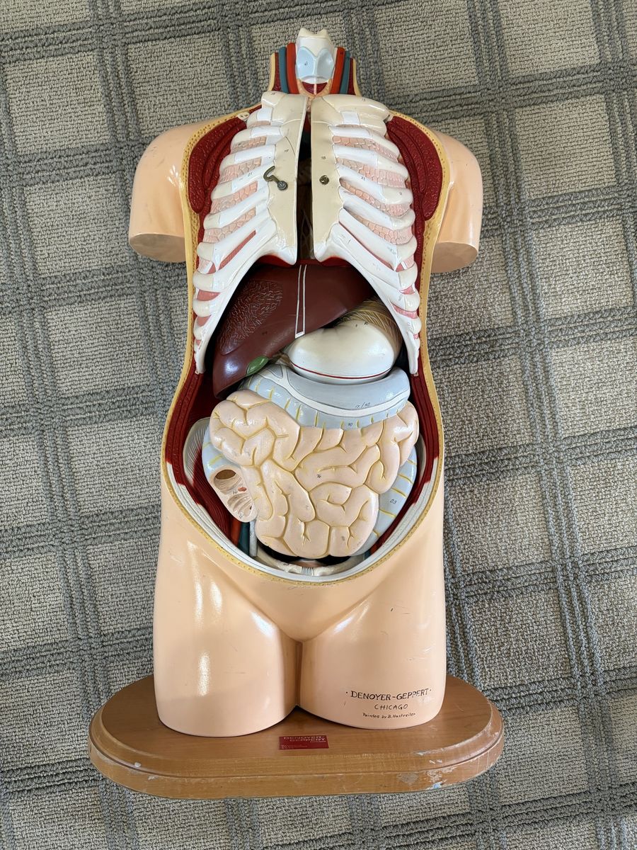Human torso anatomy model