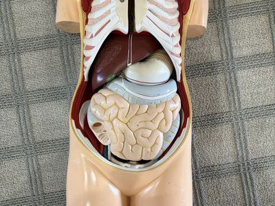 Human torso anatomy model