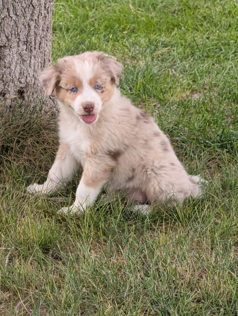 Australian Shepherd / Border Collie Puppies