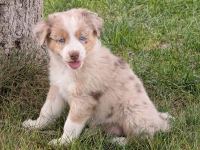 Australian Shepherd / Border Collie Puppies