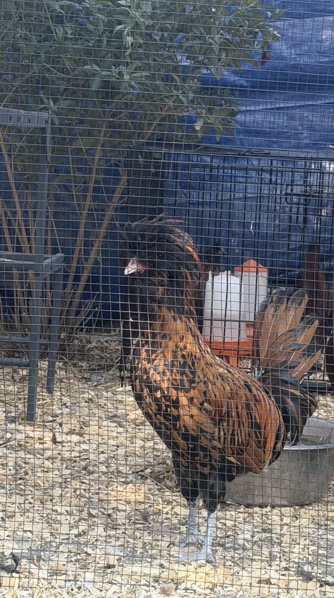 FREE Polish Rooster - Hooper, Utah