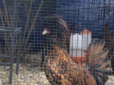 FREE Polish Rooster - Hooper, Utah