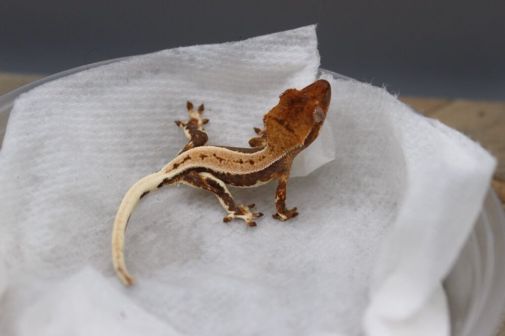 Pos Frap Crested Gecko