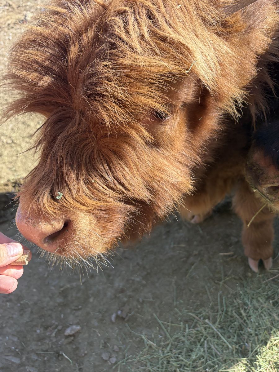 Registered Highland Steer