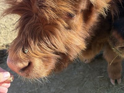 Registered Highland Steer