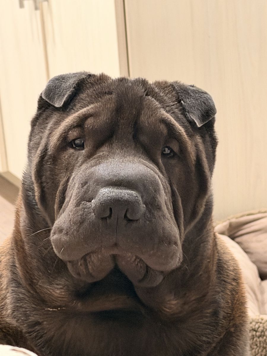 Shar Pei Adoption
