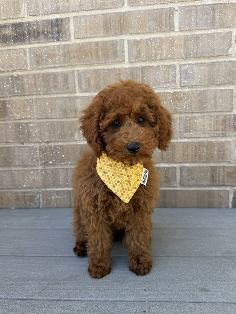 Deep Red Akc 10-12lbs Boy Poodle
