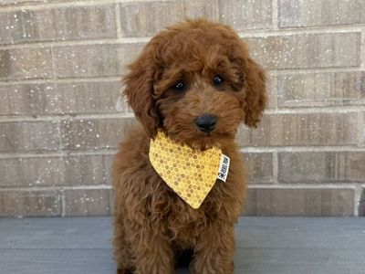 Deep Red Akc 10-12lbs Boy Poodle