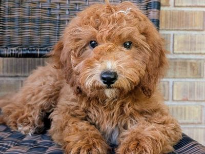 PRICE REDUCED!! F1b Cavapoo's **Ready Now**