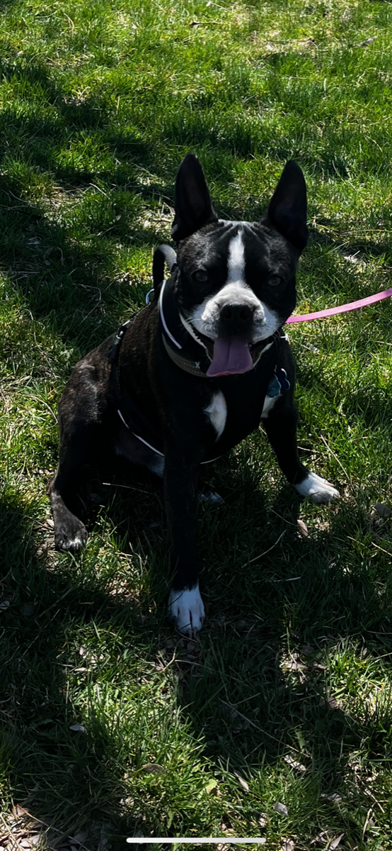 Stud Only - CKC Registered Boston Terrier Stud (Includes pedigree and DNA testing)