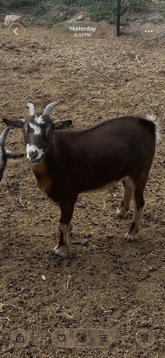 Nigerian dwarf doe