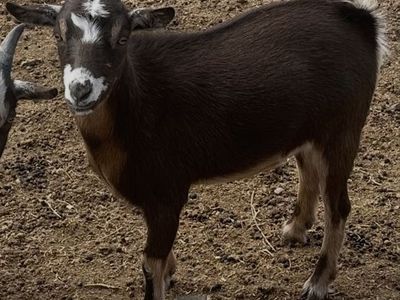 Nigerian dwarf doe