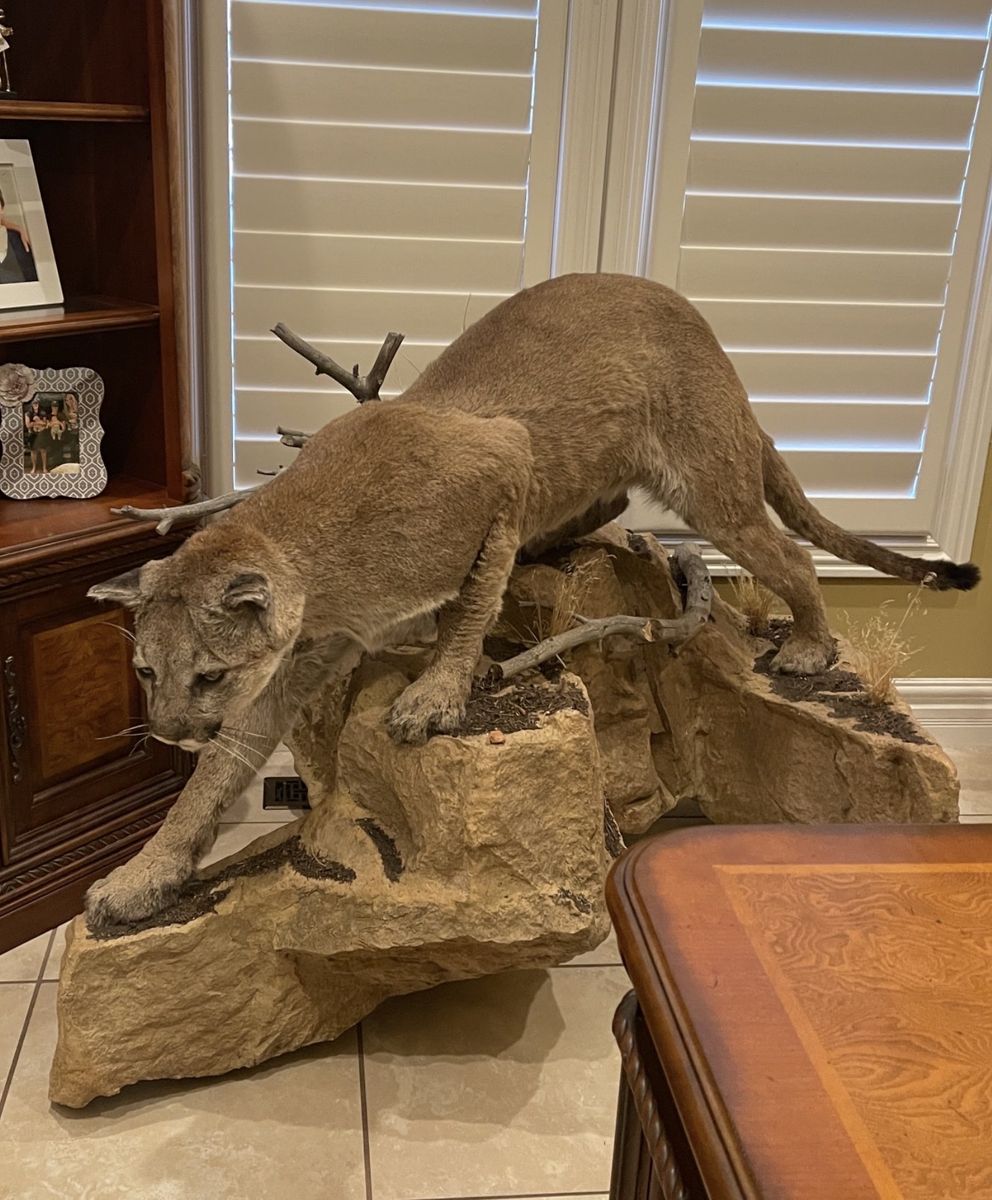 Mountain Lion / Cougar Taxidermy Mount - Realistic Wildlife Decor