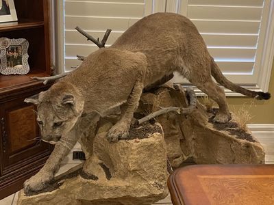 Mountain Lion / Cougar Taxidermy Mount - Realistic Wildlife Decor