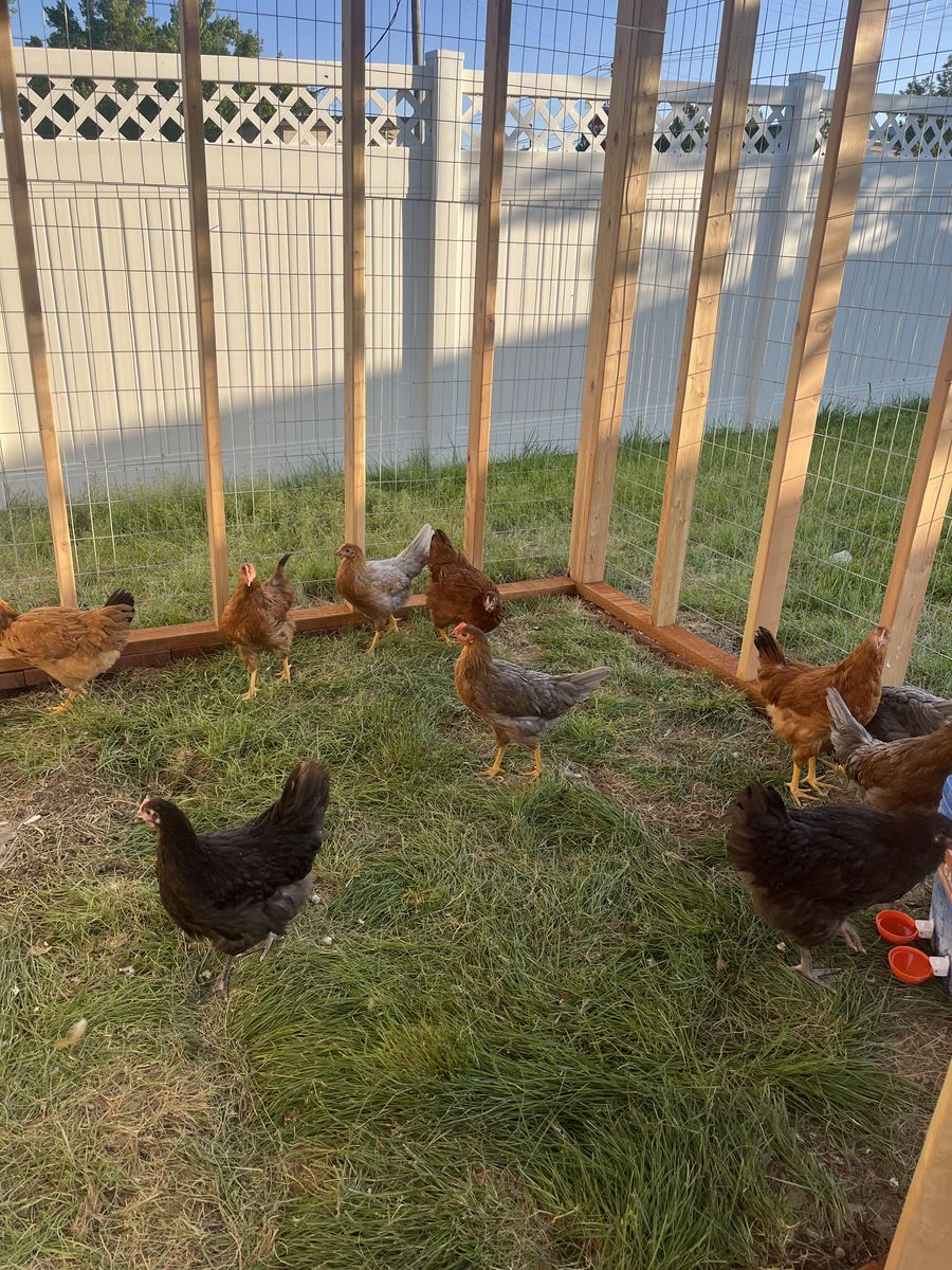 Chickens