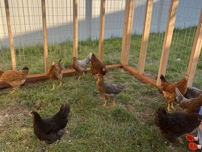 Chickens