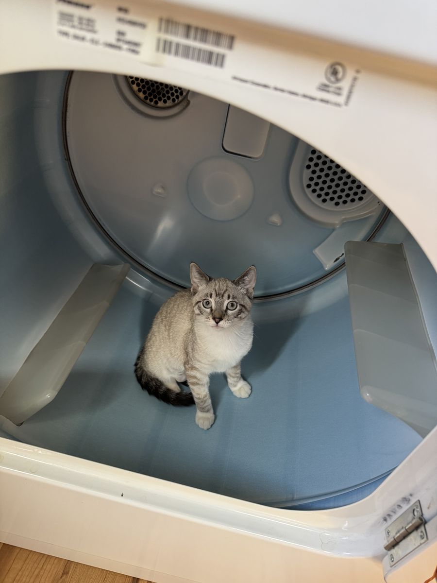Female Kitten In Need Of A Good Home
