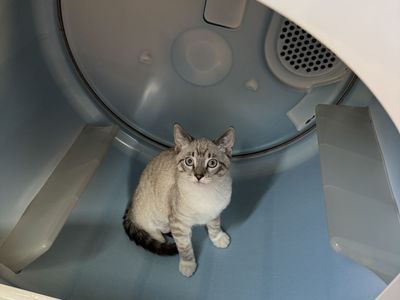 Female Kitten In Need Of A Good Home