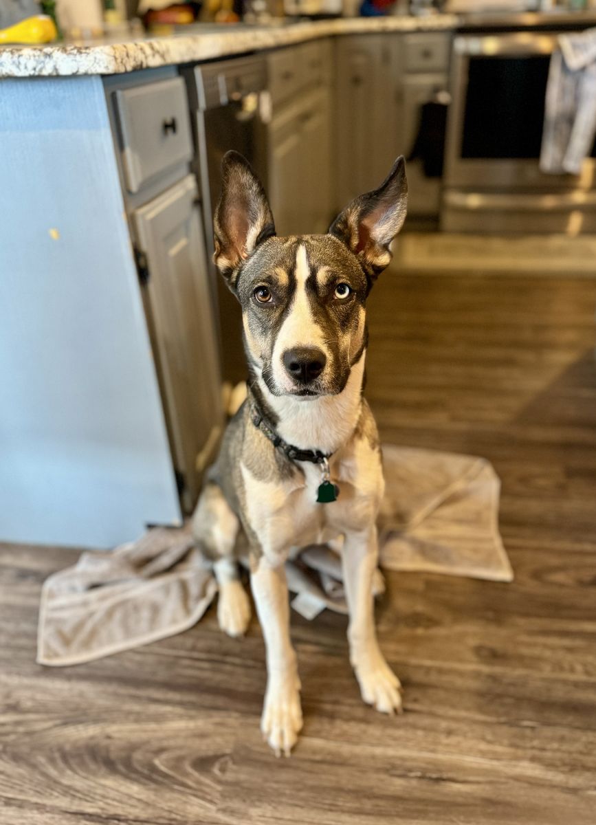 Rehoming- husky mix