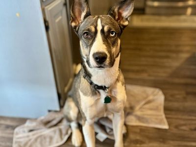 Rehoming- husky mix