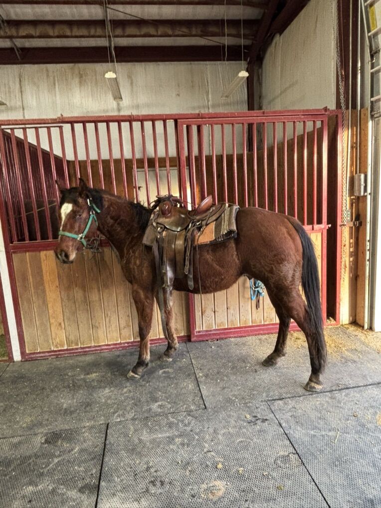 3yr papered nice gelding