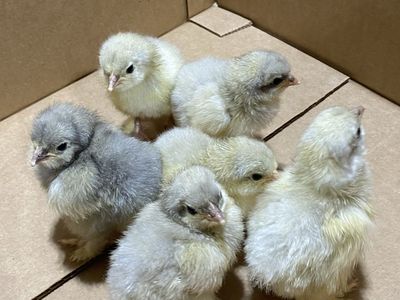 Splash Cochin Chicks