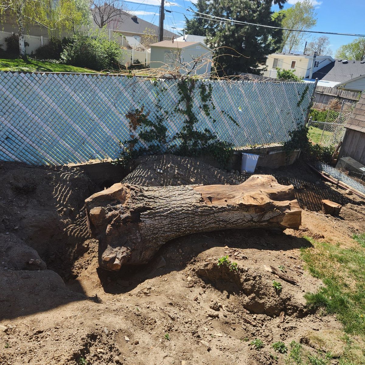 English walnut trunk