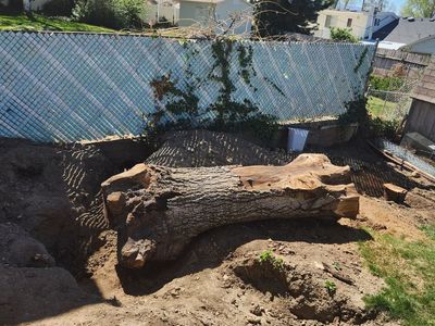 English walnut trunk