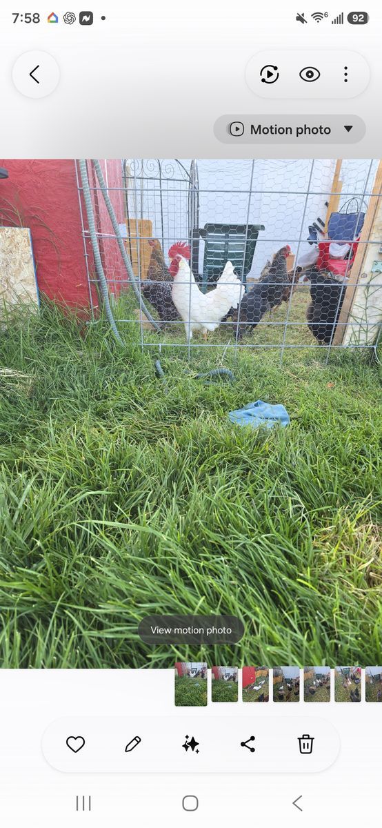 Free rooster