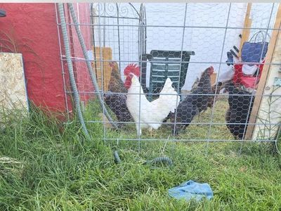 Free rooster
