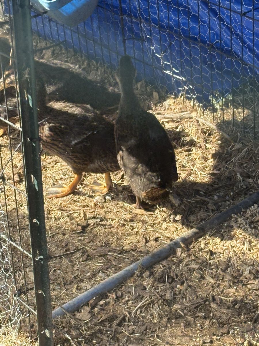 Ducks for Sale - Farm Animals