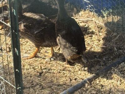Ducks for Sale - Farm Animals