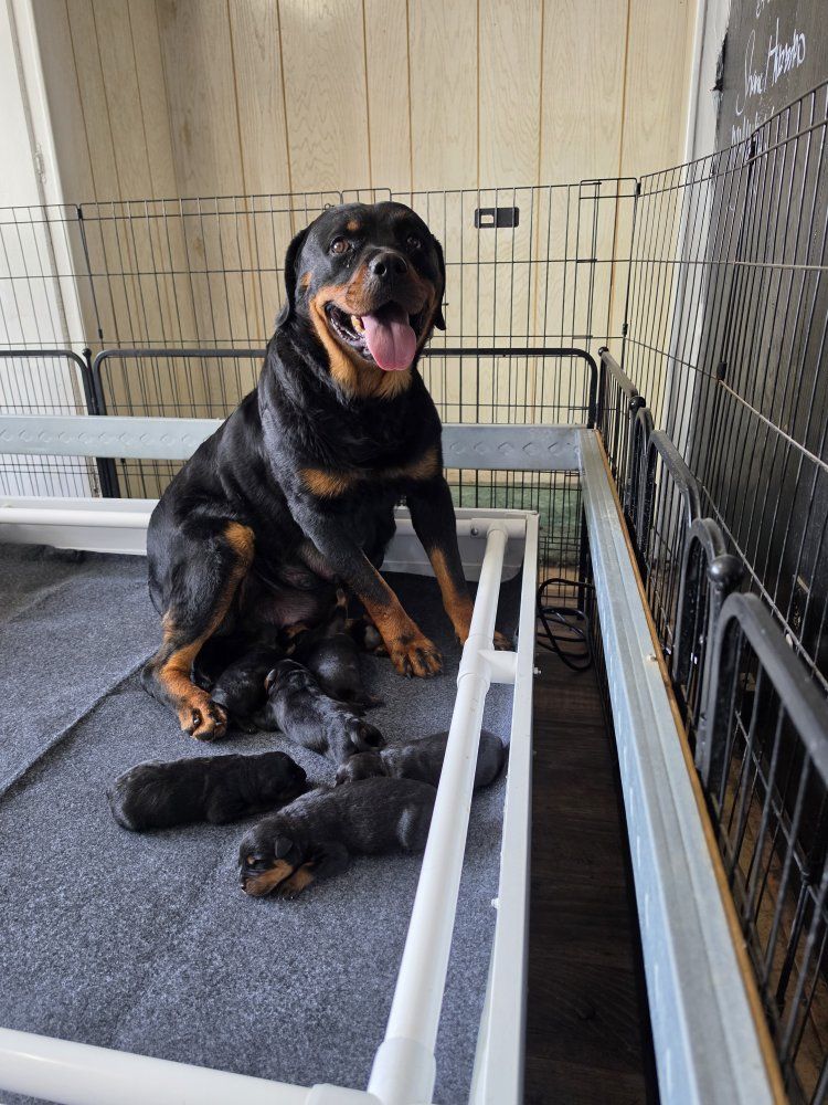 #1 Rated AKC German Rottweiler Puppies