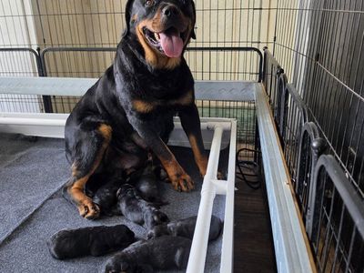 #1 Rated AKC German Rottweiler Puppies