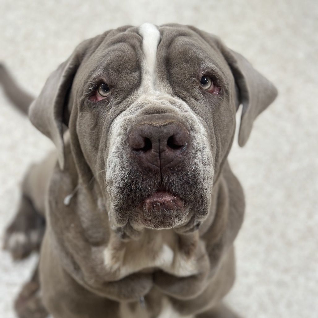 Hello my name is Doc Jiggles