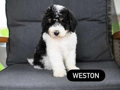 Bernedoodle Puppies