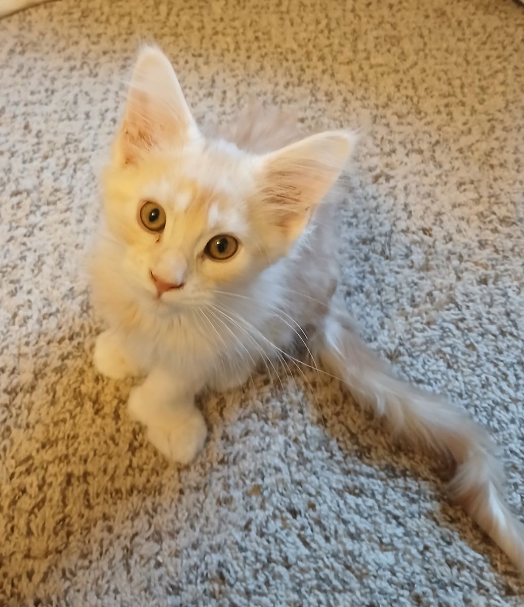 European Polydactyl Maine Coon