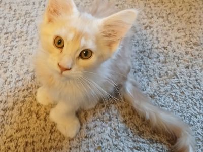 European Polydactyl Maine Coon