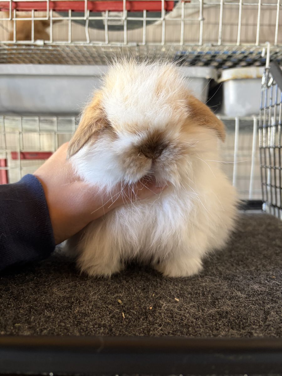 Holland Lop Buck