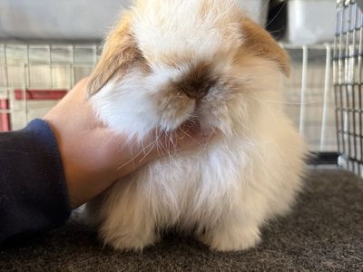 Holland Lop Buck